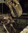 digiturk belgesel, Tarih Öncesi Yırtıcılar Wild - Prehistoric Predators